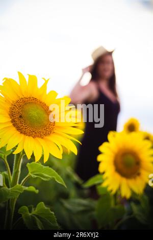 Ensaio fotográfico no campo de Girassóis, Região do PAD/DF - Brasília - Brasilien. Stockfoto