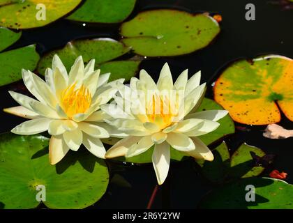 Teichpflanzen Stockfoto