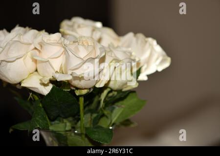 Weiße Rosen in einem Haufen, Nahaufnahme. Stockfoto