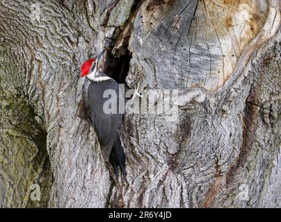 Pileated Specht Portrait sitzt auf einem Baumstamm in den Wald, Quebec, Kanada Stockfoto