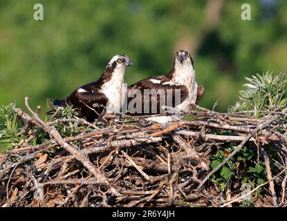 Osprey-Familie im Nest, Quebec, Kanada Stockfoto