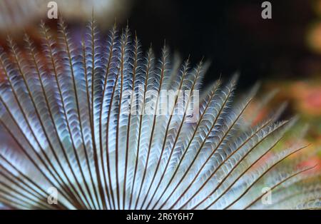 Detailaufnahme eines Staubwedelwurms im Meeres-Riff-Aquarium Stockfoto