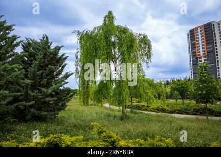 Wunderschöner Grüner Trauerweidenbaum Stockfoto