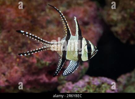 Bangai Kardinal [ Pterapogon kauderni ] im Meeres-Riff-Aquarium Stockfoto