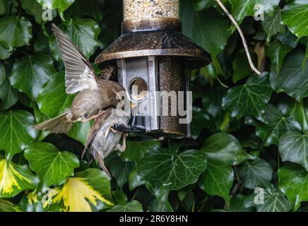 Edinburgh, Vereinigtes Königreich. 11. Juni 2023 im Bild: The House Sparrow, das in Gärten in ganz Großbritannien üblich ist, kann auch während der Nistzeit eine aggressive Ader haben. Zwei Vögel kämpfen um Zugang zu einem Vogelfutter in einem Garten in Edinburgh, Schottland. Kredit: Rich Dyson/Alamy Live News Stockfoto