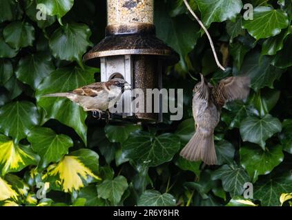 Edinburgh, Vereinigtes Königreich. 11. Juni 2023 im Bild: The House Sparrow, das in Gärten in ganz Großbritannien üblich ist, kann auch während der Nistzeit eine aggressive Ader haben. Zwei Vögel kämpfen um Zugang zu einem Vogelfutter in einem Garten in Edinburgh, Schottland. Kredit: Rich Dyson/Alamy Live News Stockfoto