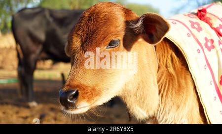 Kuhkalbgesicht, selektiver Fokus. Nahaufnahme eines Kuhkalbs, das sich im Freien auf dem Bauernhof genießt. Stockfoto