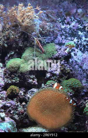 Meeres-Riff-Aquarium mit saubereren Garnelen, Clownfischen und verschiedenen Weichkorallen Stockfoto