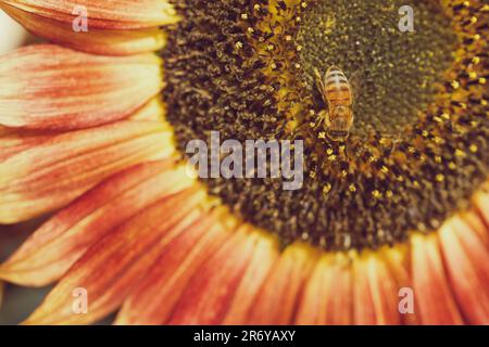 Dunkelrote bis orangefarbene Sonnenblumen und Honigbienen im Garten, farbenfroher Blumenhintergrund Stockfoto