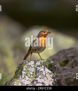 Ein Robin Erithacus rubecula sitzt auf einem Felsen in einem Bach, nachdem er einen Mayfly, North Yorkshire, Großbritannien, gefangen hat. Stockfoto