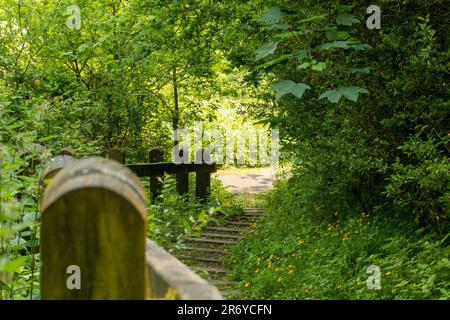 Ein gewundener Pfad führt durch einen üppigen Wald, der von Bäumen und Vegetation umgeben ist. Stockfoto