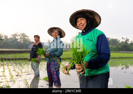 Reisbauern während einer Pflanzsaison in Karanganyar Regency, Zentraljava, Indonesien. Stockfoto