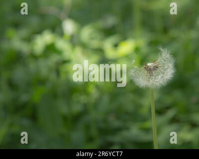 Löwenzahn-Blütenkopf, Taraxacum officinale, weiches Fokusbild von blühenden Löwenzahn-Blüten im Frühling. Stockfoto