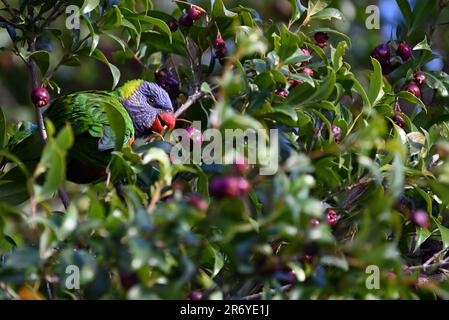 Rainbow Lorikeet hoch oben in einem Baum, eingebettet zwischen Blättern und Zweigen, isst Beeren mit Saft über dem Schnabel Stockfoto