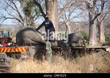 Ein junger afrikanischer Elefant fiel auf einen Truck, um in das Majete Wildlife Reserve umzuziehen Stockfoto