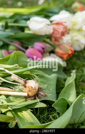 Spezialgeschnittene Blumentupen ernten und säubern. Frisch gepflückte und gereinigte Tulpen Hintergrund. Stockfoto