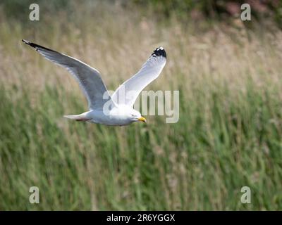 Eine ausgewachsene Heringsmöwe (Larus argentatus) im Flug Stockfoto