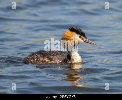 Ein eleganter Great Crested Grebe (Podiceps cristatus) schwimmt auf einem See in Fleetwood, Blackpool, Lancashire, Großbritannien Stockfoto