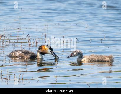 Ein eleganter Great Crested Grebe (Podiceps cristatus) mit einer seiner Küken an einem See in Fleetwood, Blackpool, Lancashire, Großbritannien Stockfoto