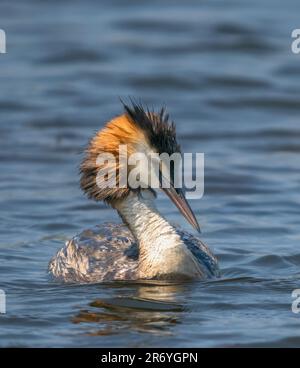 Ein eleganter Great Crested Grebe (Podiceps cristatus) schwimmt auf einem See in Fleetwood, Blackpool, Lancashire, Großbritannien Stockfoto