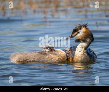 Ein eleganter Great Crested Grebe (Podiceps cristatus) mit einer seiner Küken an einem See in Fleetwood, Blackpool, Lancashire, Großbritannien Stockfoto