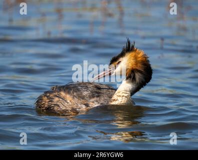 Ein eleganter Great Crested Grebe (Podiceps cristatus) schwimmt auf einem See in Fleetwood, Blackpool, Lancashire, Großbritannien Stockfoto