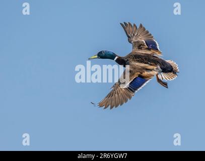 Ein einsamer männlicher Stockenten (Anas platyrhynchos), Flossenflug mit weit offenen Flügeln (in Fleetwood, Lancashire, Großbritannien) Stockfoto