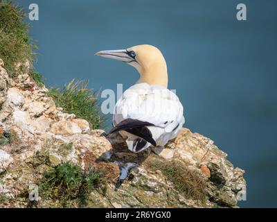 Ein einsamer Gannet, auch bekannt als Northern Gannet, (Morus bassanus), hoch oben auf den Klippen in Bempton, Yorkshire, Großbritannien Stockfoto