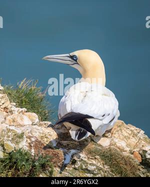 Ein einsamer Gannet, auch bekannt als Northern Gannet, (Morus bassanus), hoch oben auf den Klippen in Bempton, Yorkshire, Großbritannien Stockfoto