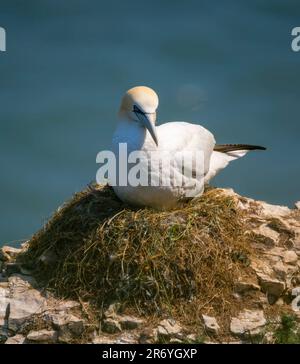 Ein Gannet, auch bekannt als Northern Gannet, (Morus bassanus), brütet Eier in seinem Nest am Rand einer Klippe bei RSPB Bempton, Yorkshire, Großbritannien Stockfoto