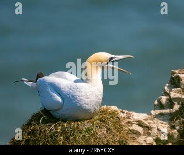 Ein Gannet, auch bekannt als Northern Gannet, (Morus bassanus), brütet Eier in seinem Nest am Rand einer Klippe bei RSPB Bempton, Yorkshire, Großbritannien Stockfoto