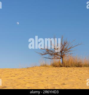 Ein einzelner, großer Baum, der inmitten eines Sandstrands vor einem klaren, blauen Himmel steht. Stockfoto