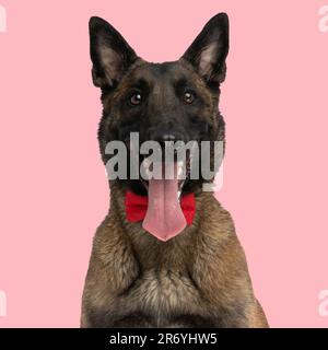 Süßer belgischer Schäferhund malinois mit einer Fliege, die aus der Zunge ragt und vor dem rosa Hintergrund im Studio keucht Stockfoto