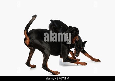 Aufgeregt zwei Dobermann-Hunde, die vor hellgrauem Hintergrund herumspielten und Spaß hatten Stockfoto