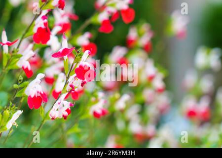 Rote Blüten von Salvia microphylla (heiße Lippen), die im Frühling wachsen Stockfoto