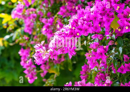 Nachmittags leuchtende Bougainvillea-Blumen auf einem grünen Ast Stockfoto