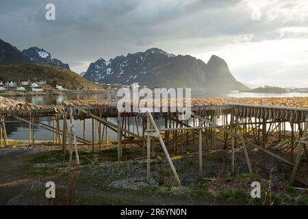 Stockfisch, Reine Lofoten, Norwegen Stockfoto