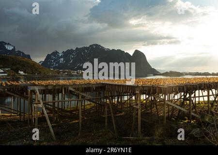 Stockfisch, Reine Lofoten, Norwegen Stockfoto