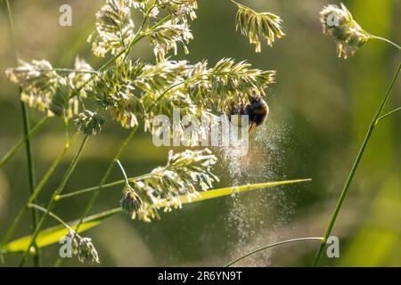 Tierwelt des Vereinigten Königreichs - 12. Juni 2023 - hohe Pollenzahl an einem heißen Sommermorgen mit Bienen, die Pollen durch die Gräser streuen, Burley-in-Wharfedale, Ilkley, West Yorkshire, England, UK. Kredit: Rebecca Cole/Alamy Live News Stockfoto