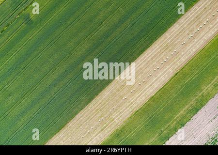 Jungweizenkeimlinge aus der Vogelperspektive. Stockfoto