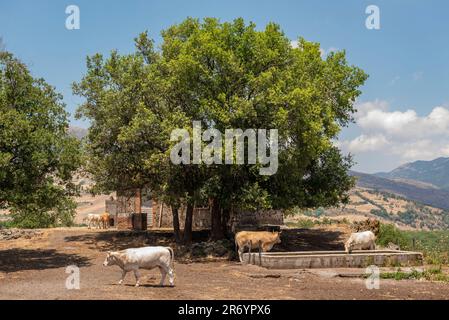 Rinder trinken im Schatten eines Ileexbaums auf einem kleinen Bauernhof hoch oben an den Hängen des Ätna, Sizilien, Italien Stockfoto