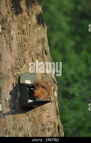 Ein rotes Eichhörnchen (Sciurus vulgaris), das sich in einem Garten in Penrith, Lake District, England, an einer Eichhörnchenfütterung ernährt Stockfoto