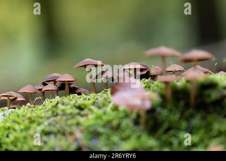 Eine Nahaufnahme von Pilzen, die in hellem grünen mossigen Boden in einem Wald wachsen Stockfoto