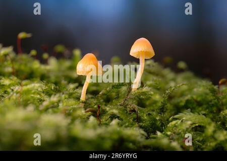 Eine Nahaufnahme von Pilzen, die in hellem grünen mossigen Boden in einem Wald wachsen Stockfoto