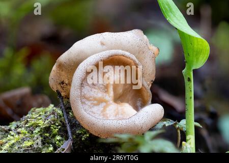 Uber eine Nahaufnahme eines Bleichtbecherpilzes (Disciotis venosa) in einem Hochwasserwald im Frühjahr Stockfoto