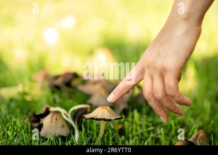parken Sie im Frühling, nach dem Regen, eine junge weiße Frau, die ging, sah Pilze im grünen Gras, sie beugte sich, um die Pilzkappe mit ihrem Finger zu berühren Stockfoto
