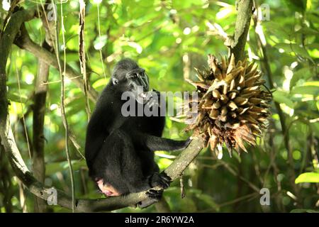 Eine Sulawesi-Schwarzkammmakake (Macaca nigra) ernährt sich von Lianenfrüchten im Naturschutzgebiet Tangkoko, North Sulawesi, Indonesien. Klimawandel und Krankheiten stellen neue Bedrohungen für Primaten dar, so ein Team von Wissenschaftlern unter der Leitung von Miriam Plaza Pinto (Departamento de Ecologia, Centro de Biociências, Universidade Federal do Rio Grande do Norte, Natal, RN, Brasilien) in ihrem wissenschaftlichen Bericht über Natur, der im Januar 2023 veröffentlicht wurde. Der endemische Primat von North Sulawesi isst Früchte in der Regenzeit mehr als in der Trockenzeit, aber Veränderungen im Zusammenhang mit den Jahreszeiten werden indirekt bedrohlich sein. Stockfoto