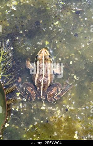 Männlicher Poolfrosch im Wasser Stockfoto