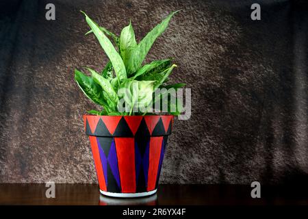 Hell lackierter Pflanzentopf mit Zimmerpflanzen auf einer lackierten Holzoberfläche Stockfoto