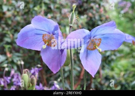 Blauer Mohn Stockfoto